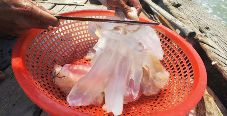 mua sứa tươi ở biển về, rửa sạch, mổ ra để loại bỏ các chất độc có trong nang trâm ban của sứa